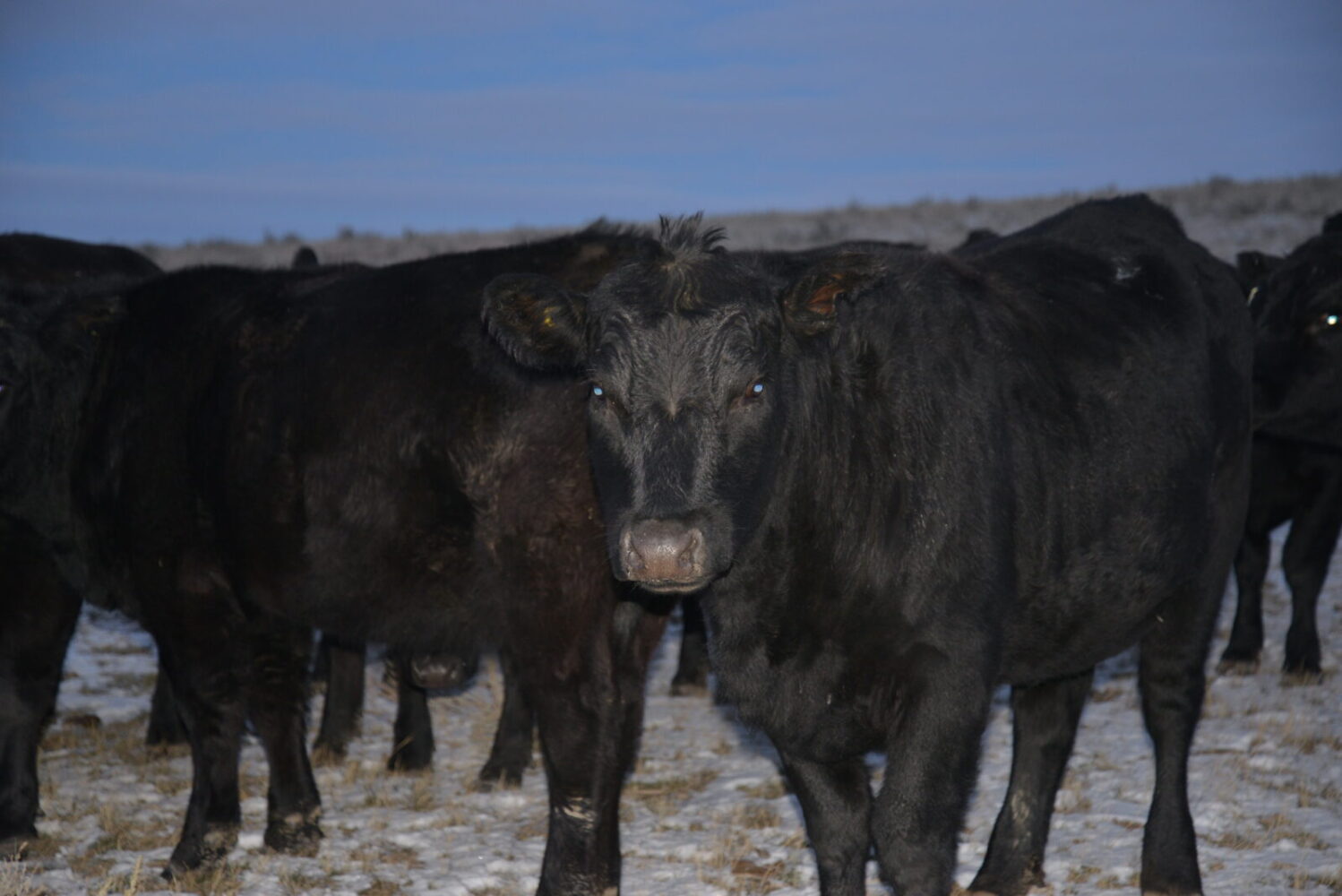 «Beuhhhhh» On se sent un peu intimidé par les vaches qui regardent Octobus avec curiosité!