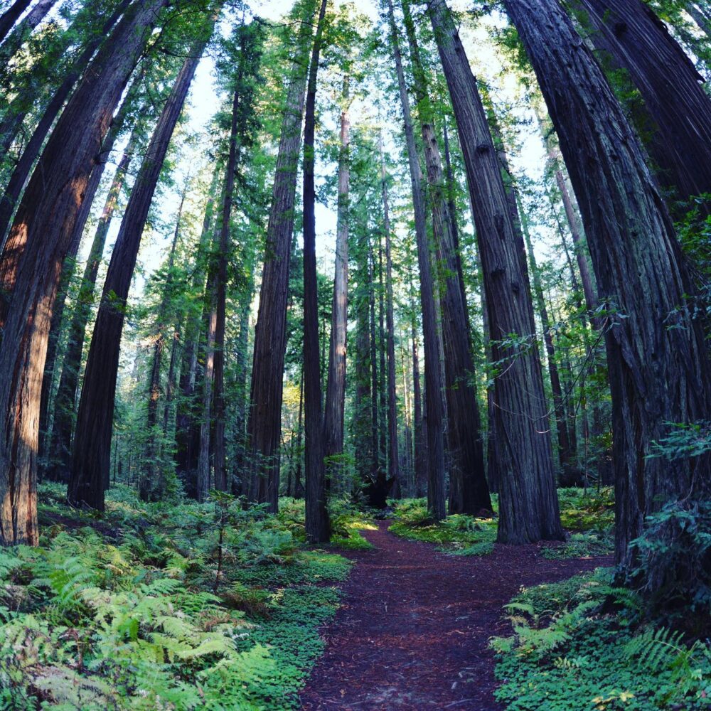 Une forêt ancienne et majestueuse.