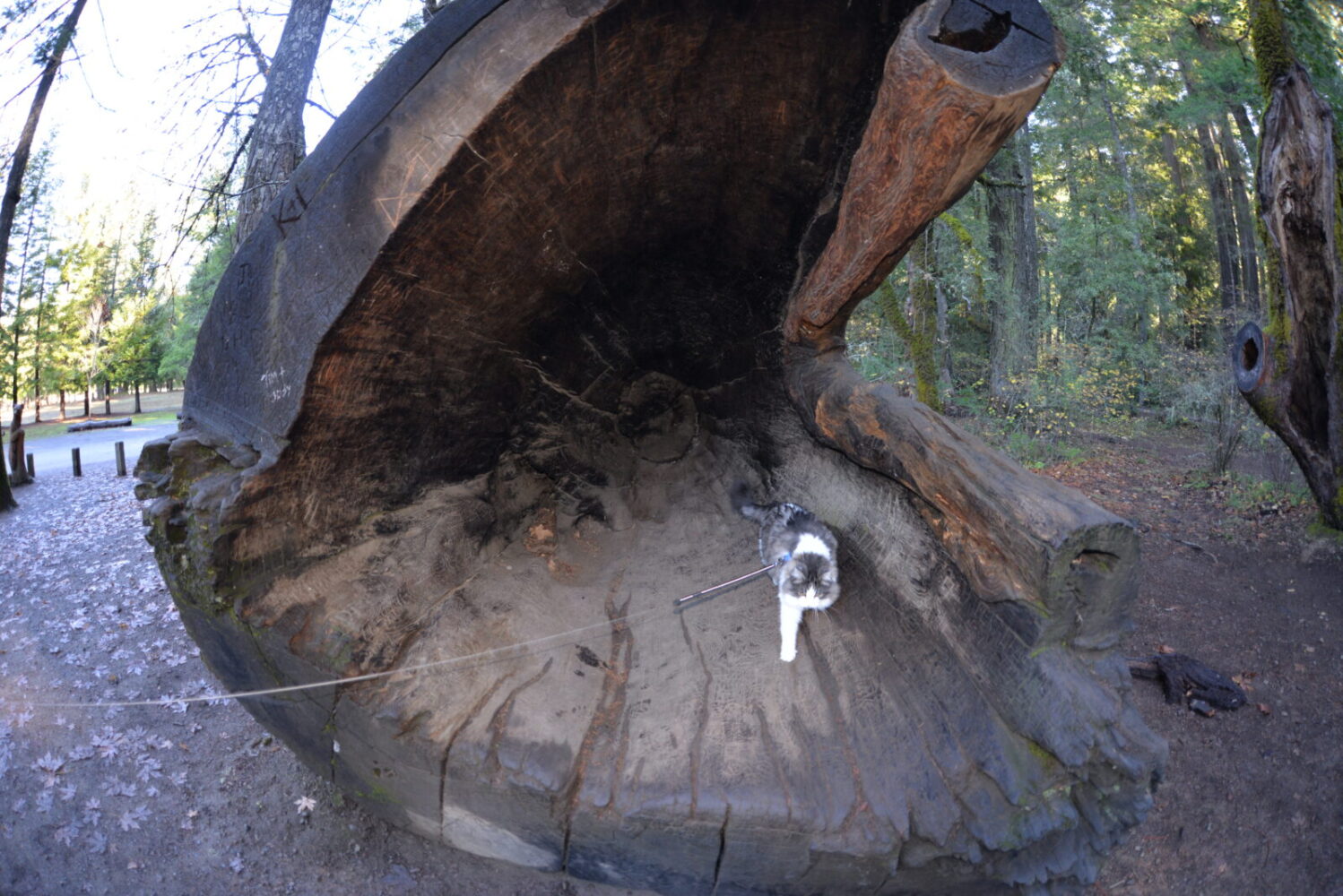 Minou Percé qui se promène dans le tronc d'un Redwood