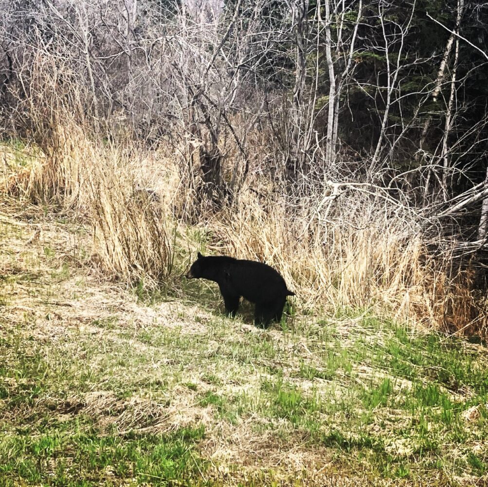 Nous étions tout excité de voir notre premier ours noir sur la route.