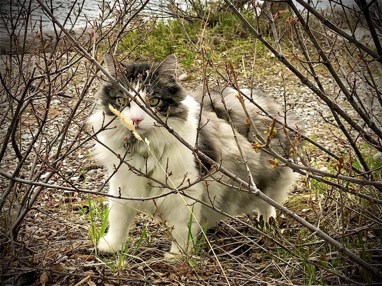 Minou Percé prit en photo par Jack The Bus